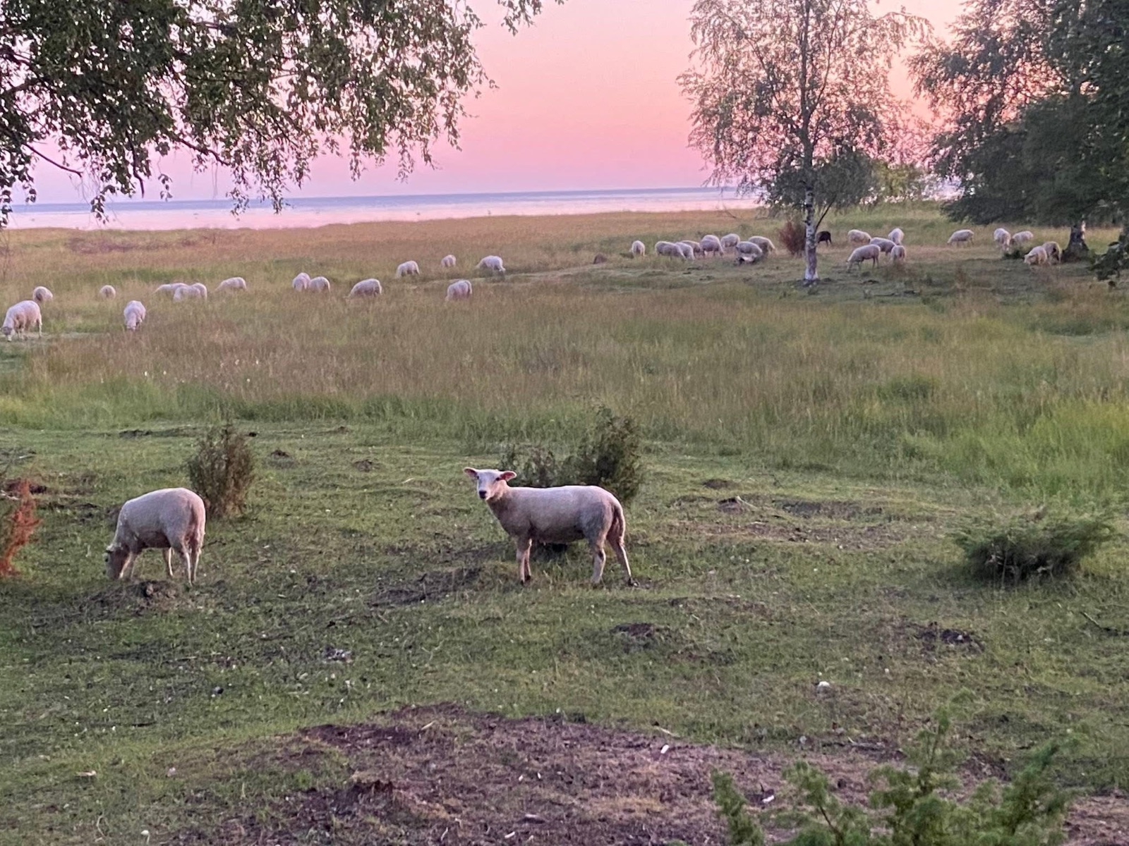 Bild i gästboken: Kurikan Lammastila